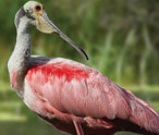 Roseate Spoonbill Facts