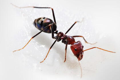 Ant Individual