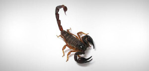 Black Scorpion