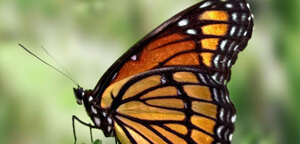 Butterfly On Grass