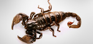 Dark Brown Color Scorpion