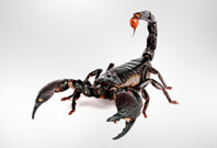 Scorpion Full View