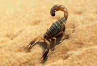 Scorpion In Desert Are Running