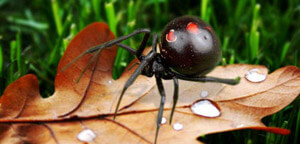 Spider Running On Leaf