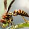 Wasps Facts And Pictures