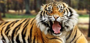 Bengal Tiger Mouth Open View