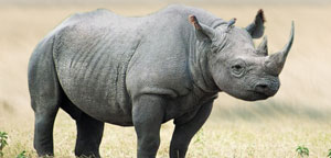 Black Rhino Extinct