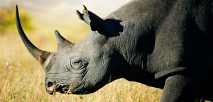 Black Rhino Habitat