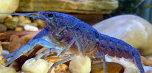 Animals with Blue-Colored Blood - Blue Crayfish