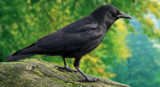 Crow Bird