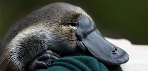 Duckbill Platypus Sleeping View