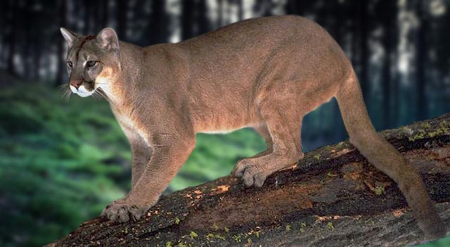 puma cat endangered