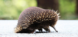 Echidnas Some Eating View