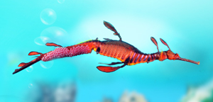 Leady Seadragon Picture