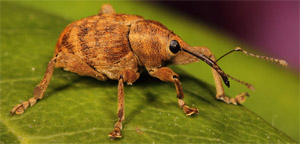 Animals with Blue-Colored Blood - Long-nosed Weevil