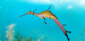 Lovery Leafy Seadragon Picture