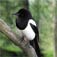 Magpie Bird