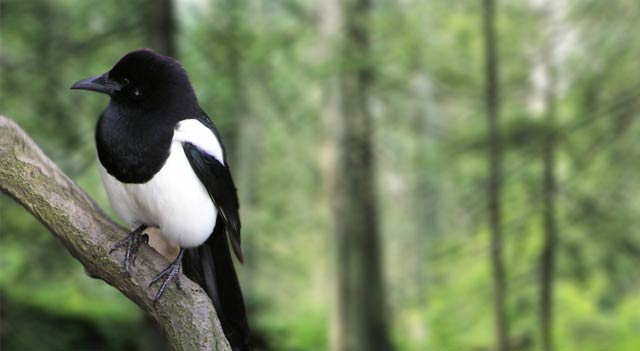 Magpie Bird