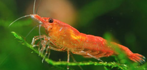 Animals with Blue-Colored Blood - Shrimp