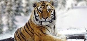 Siberian Tiger Fierce