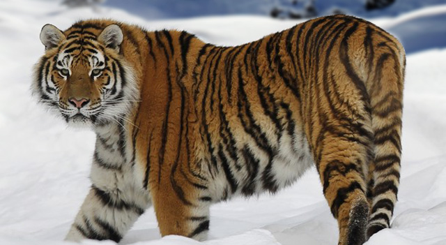 siberian tiger vs lion size comparison
