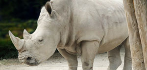 White or Square-lipped Rhinoceros