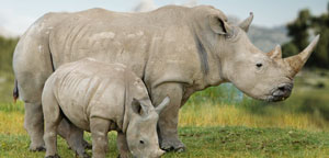 White Rhino Endangered