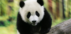 Why are Pandas Endangered - Giant Pandas