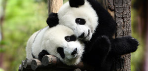 Why are Pandas Endangered Picture