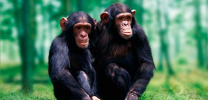 Average Life Span Of Apes