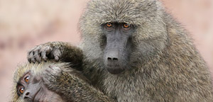 Baboon With Baby Picture