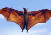 Bat With Fully Flattend Wings