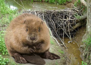 Beaver