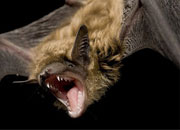 Big Brown Bat