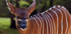 Bongo Antelope