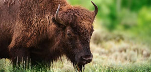 Brown Buffalo