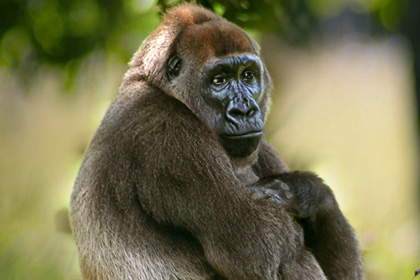 Brown Color Gorilla