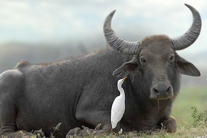 Buffalo Makes Frinds With Heron