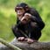 Chimpanzeesdis Apes