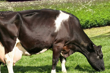 Cow Eat Grass