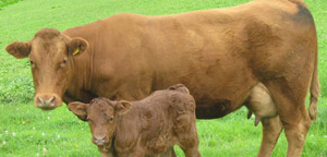 Cow With child Picture