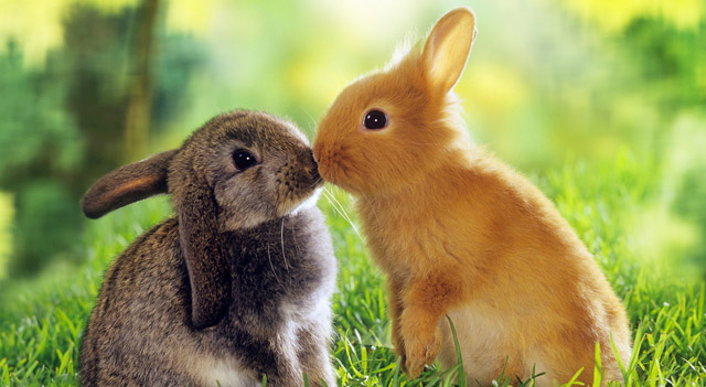 Rabbit Facts, Types of Rabbits, Pictures and Habitat Information