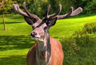 Deer Antlers View Picture In Garden