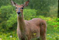 Deer Gazzing Picture In Garden