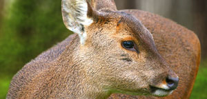 Deer Mouth View Picture