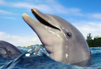 Dolphin Mouth View In Water