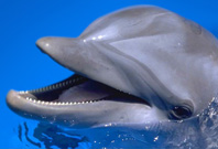 Dolphin Teeth View