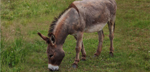 Donkey Some Eating View