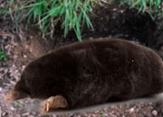 Eastern Mole