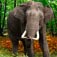 Elephant In Jungle